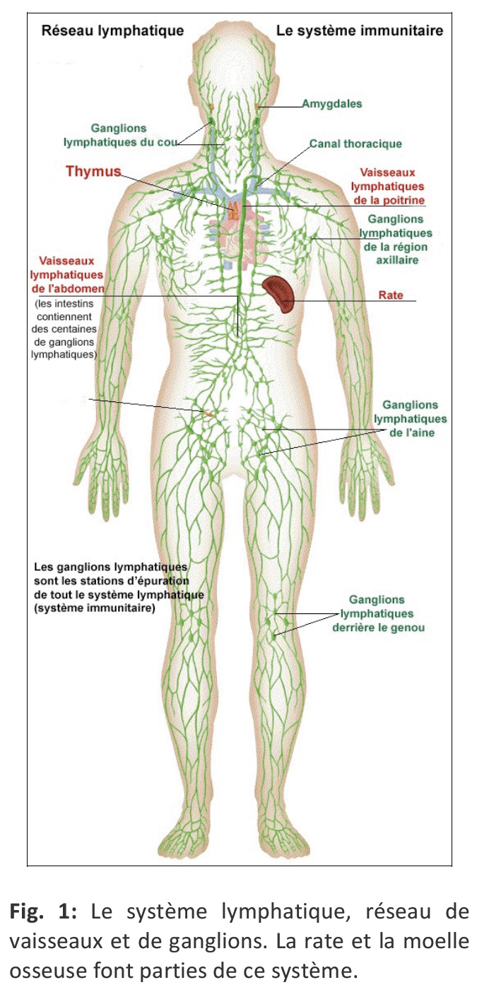 systeme lymphatique